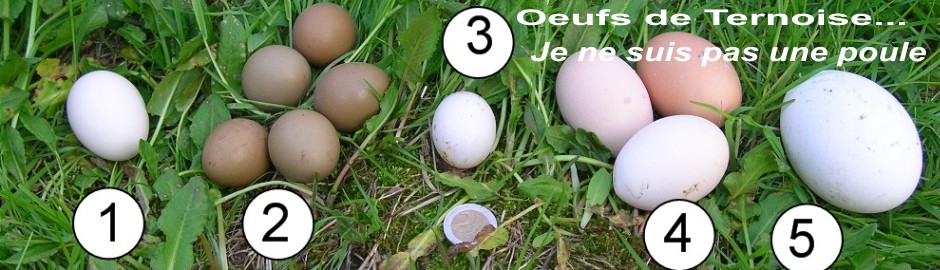 ces oeufs mais qui les a pondus ?
